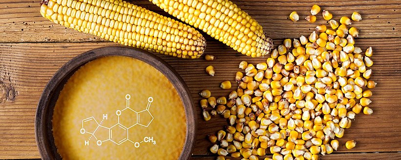 Corn Gluten Meal CGM An In Depth Look At Its Importance And corn-gluten-meal-kills-lawn-weeds-big-blog-of-gardening