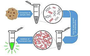 Beyond Immuno-Based Allergen Testing - Romer Labs